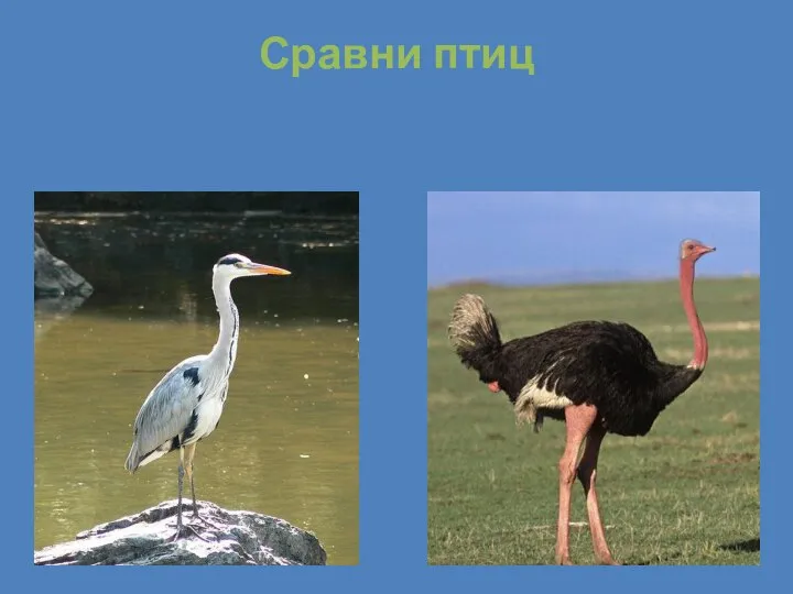 Сравни птиц