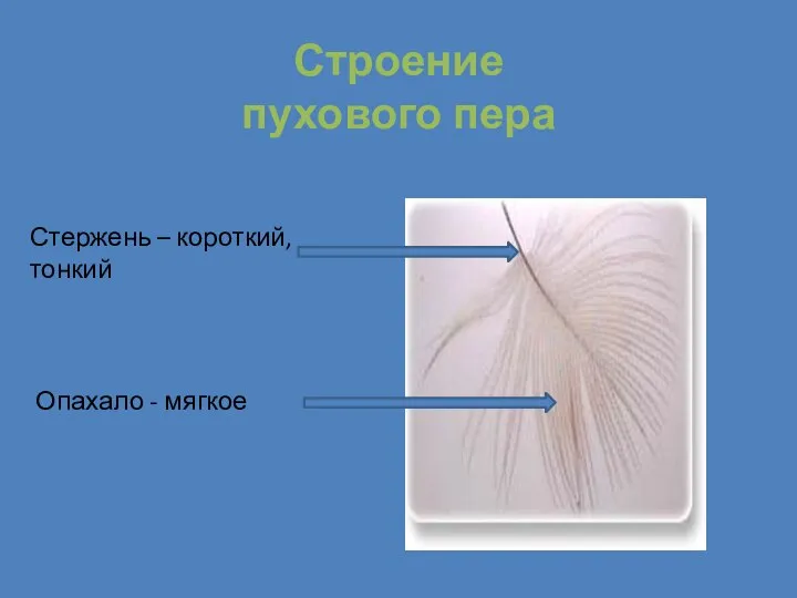 Строение пухового пера Стержень – короткий, тонкий Опахало - мягкое