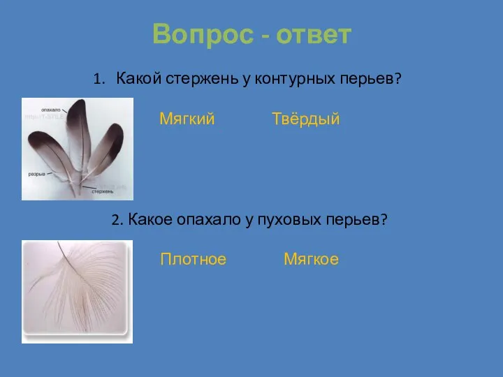 Вопрос - ответ Какой стержень у контурных перьев? Мягкий Твёрдый 2. Какое