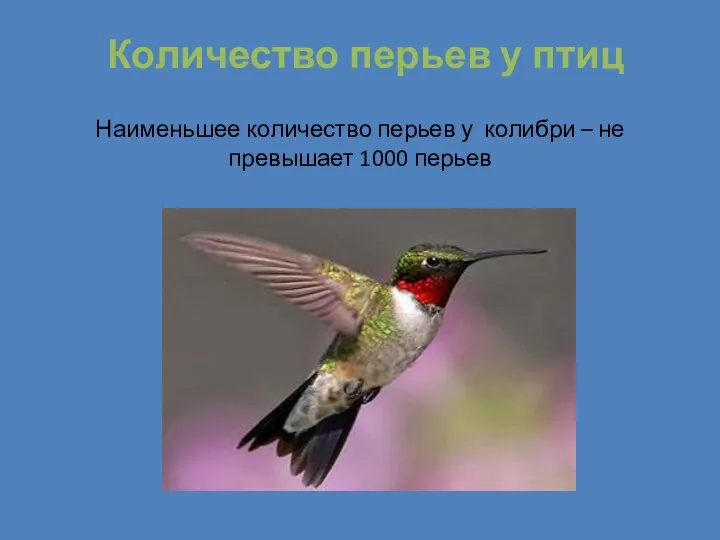 Количество перьев у птиц Наименьшее количество перьев у колибри – не превышает 1000 перьев