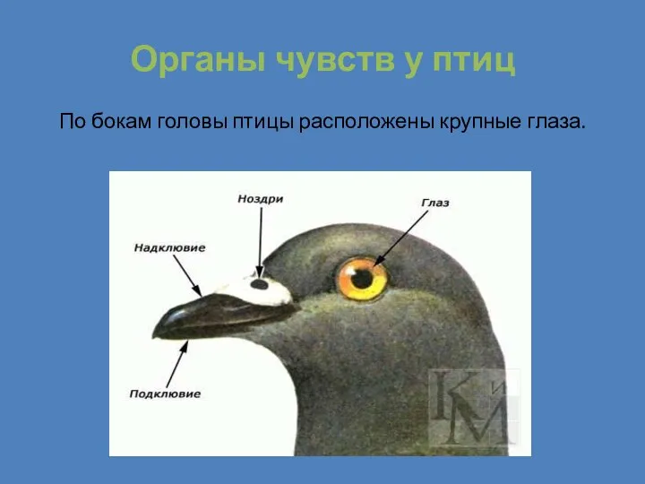 Органы чувств у птиц По бокам головы птицы расположены крупные глаза.