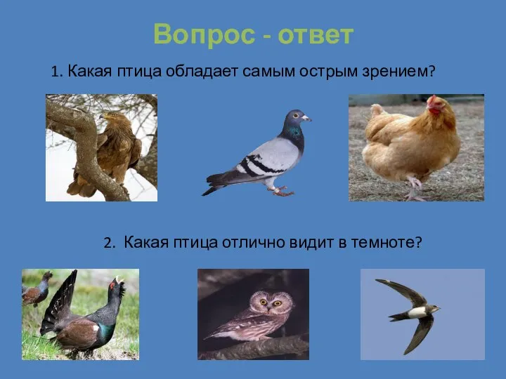 Вопрос - ответ 1. Какая птица обладает самым острым зрением? 2. Какая