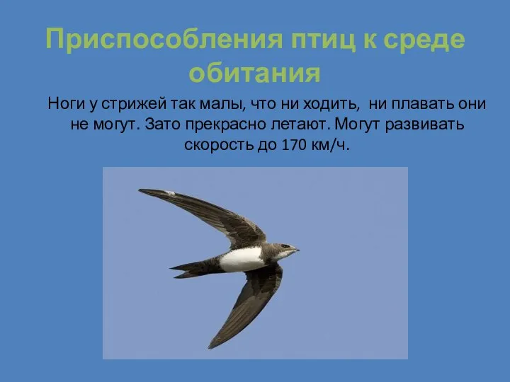 Приспособления птиц к среде обитания Ноги у стрижей так малы, что ни