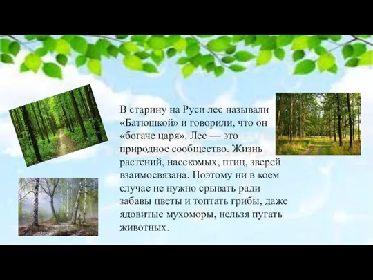 В старину на Руси лес называли «Батюшкой» и говорили, что он «богаче