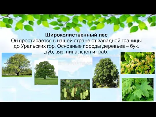 Широколиственный лес Он простирается в нашей стране от западной границы до Уральских