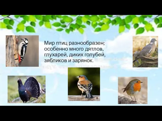 Мир птиц разнообразен; особенно много дятлов, глухарей, диких голубей, зябликов и зарянок.