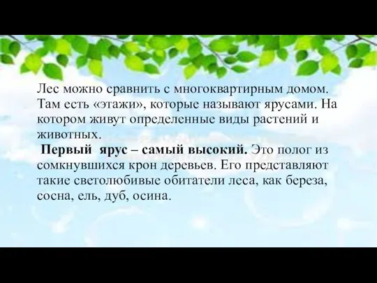 Лес можно сравнить с многоквартирным домом. Там есть «этажи», которые называют ярусами.