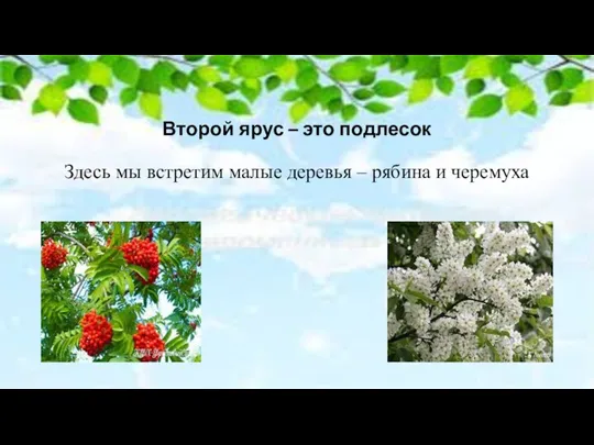 Второй ярус – это подлесок Здесь мы встретим малые деревья – рябина и черемуха