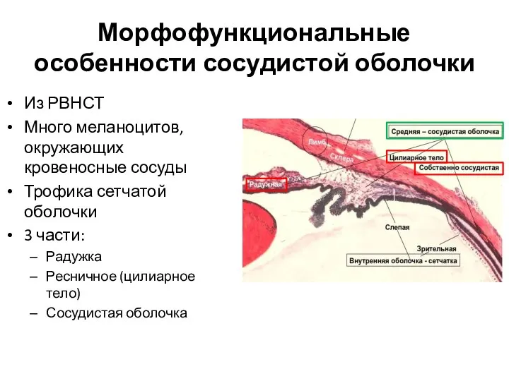 Морфофункциональные особенности сосудистой оболочки Из РВНСТ Много меланоцитов, окружающих кровеносные сосуды Трофика
