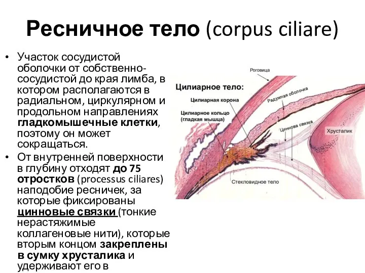 Ресничное тело (corpus ciliare) Участок сосудистой оболочки от собственно-сосудистой до края лимба,