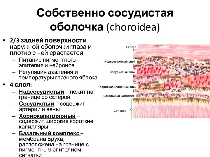 Собственно сосудистая оболочка (choroidea) 2/3 задней поверхности наружной оболочки глаза и плотно