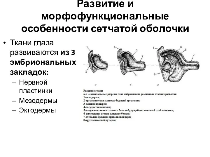 Развитие и морфофункциональные особенности сетчатой оболочки Ткани глаза развиваются из 3 эмбриональных