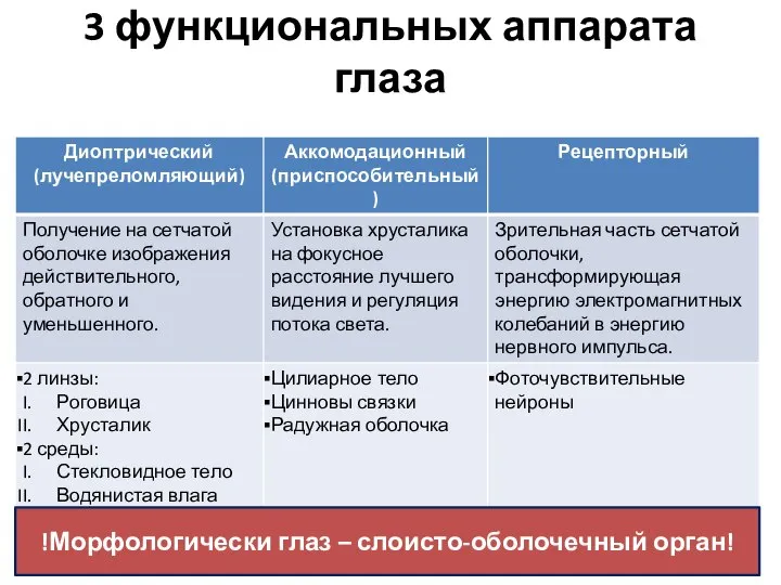 3 функциональных аппарата глаза !Морфологически глаз – слоисто-оболочечный орган!