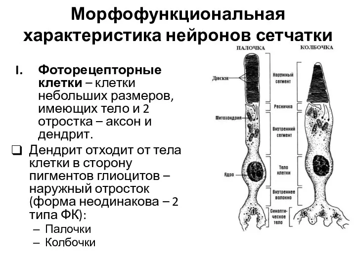 Морфофункциональная характеристика нейронов сетчатки Фоторецепторные клетки – клетки небольших размеров, имеющих тело