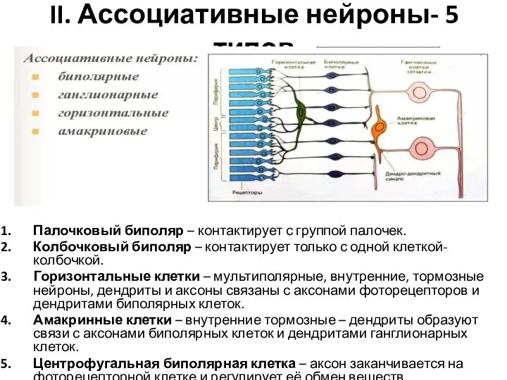 II. Ассоциативные нейроны- 5 типов Палочковый биполяр – контактирует с группой палочек.