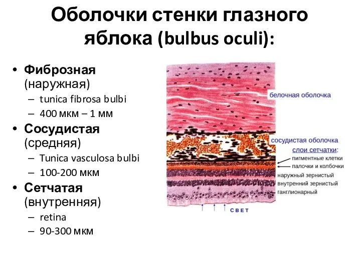 Оболочки стенки глазного яблока (bulbus oculi): Фиброзная (наружная) tunica fibrosa bulbi 400