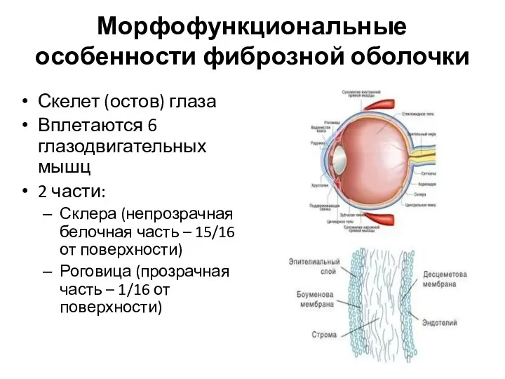 Морфофункциональные особенности фиброзной оболочки Скелет (остов) глаза Вплетаются 6 глазодвигательных мышц 2