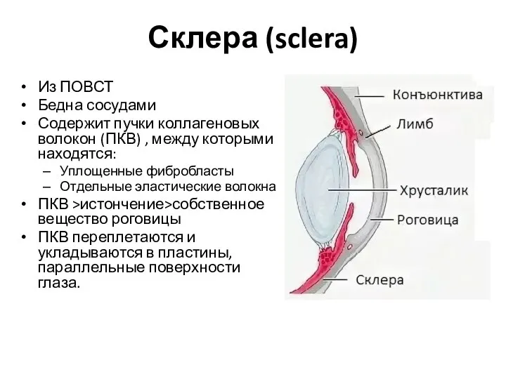 Склера (sclera) Из ПОВСТ Бедна сосудами Содержит пучки коллагеновых волокон (ПКВ) ,