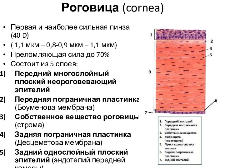 Роговица (cornea) Первая и наиболее сильная линза (40 D) ( 1,1 мкм