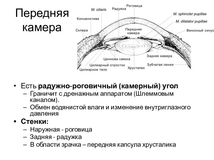 Передняя камера Есть радужно-роговичный (камерный) угол Граничит с дренажным аппаратом (Шлеммовым каналом).