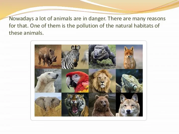 Nowadays a lot of animals are in danger. There are many reasons