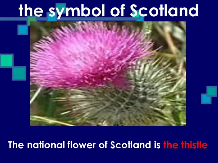 the symbol of Scotland The national flower of Scotland is the thistle