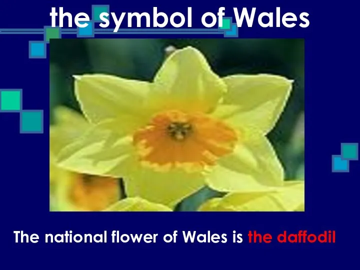 the symbol of Wales The national flower of Wales is the daffodil