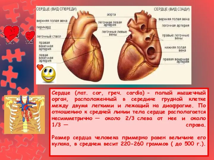 Сердце (лат. соr, греч. cardia) - полый мышечный орган, расположенный в середине