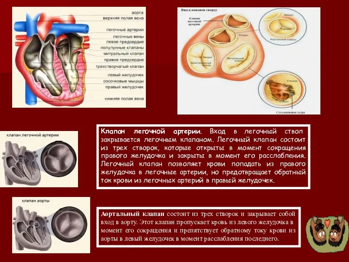 Аортальный клапан состоит из трех створок и закрывает собой вход в аорту.