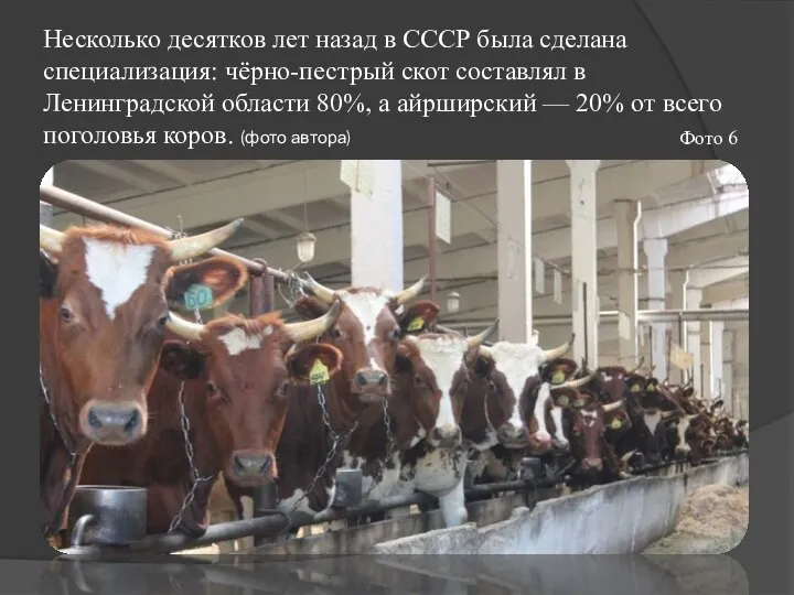 Несколько десятков лет назад в СССР была сделана специализация: чёрно-пестрый скот составлял