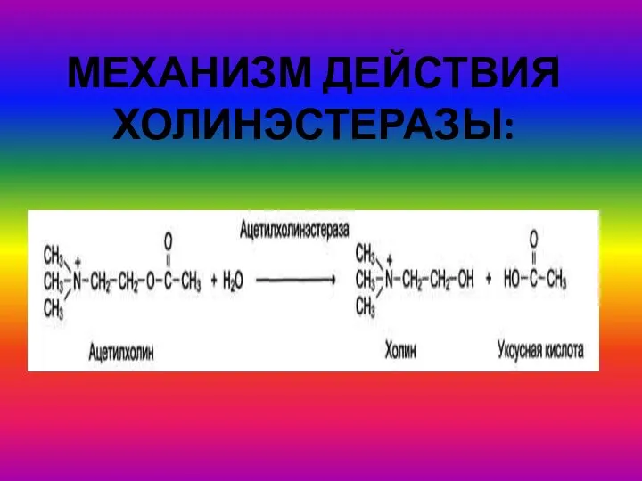 МЕХАНИЗМ ДЕЙСТВИЯ ХОЛИНЭСТЕРАЗЫ: