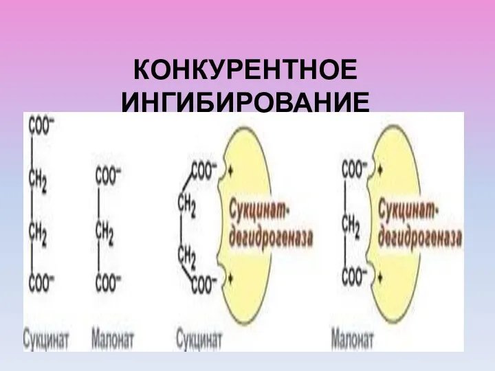 КОНКУРЕНТНОЕ ИНГИБИРОВАНИЕ