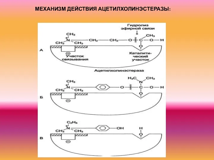 МЕХАНИЗМ ДЕЙСТВИЯ АЦЕТИЛХОЛИНЭСТЕРАЗЫ: