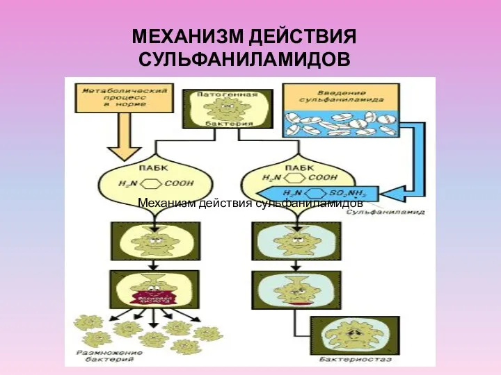 МЕХАНИЗМ ДЕЙСТВИЯ СУЛЬФАНИЛАМИДОВ