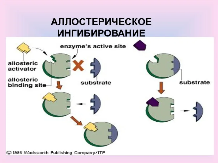 АЛЛОСТЕРИЧЕСКОЕ ИНГИБИРОВАНИЕ