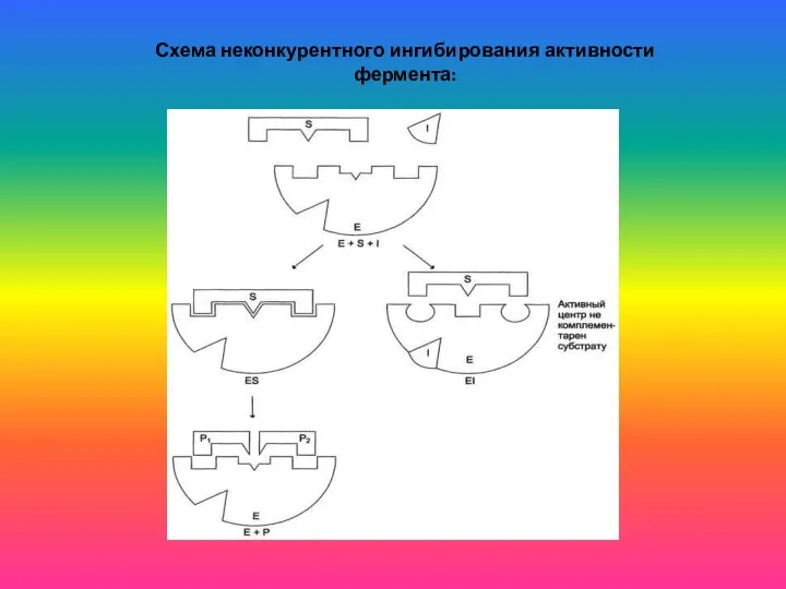 Схема неконкурентного ингибирования активности фермента: