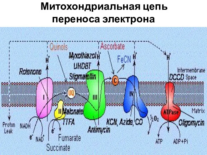 Митохондриальная цепь переноса электрона