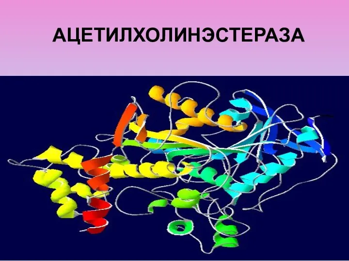 АЦЕТИЛХОЛИНЭСТЕРАЗА