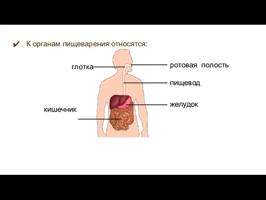 пищевод желудок кишечник ротовая полость глотка К органам пищеварения относятся: