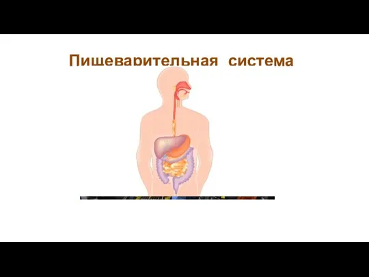 Пищеварительная система