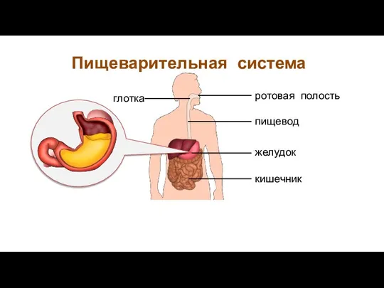 Пищеварительная система пищевод желудок кишечник ротовая полость глотка
