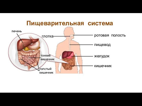 Пищеварительная система пищевод желудок кишечник ротовая полость глотка тонкий кишечник толстый кишечник печень