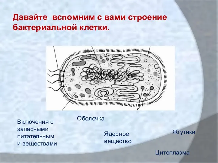 Включения с запасными питательными веществами Ядерное вещество Жгутики Цитоплазма Оболочка Давайте вспомним