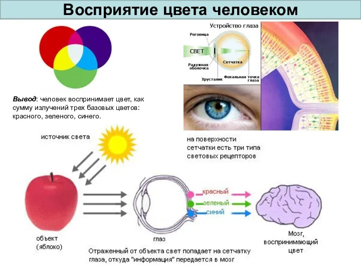 Восприятие цвета человеком Вывод: человек воспринимает цвет, как сумму излучений трех базовых цветов: красного, зеленого, синего.