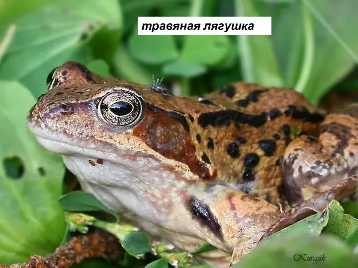 травяная лягушка