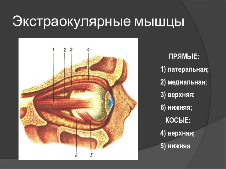 Экстраокулярные мышцы ПРЯМЫЕ: 1) латеральная; 2) медиальная; 3) верхняя; 6) нижняя; КОСЫЕ: 4) верхняя; 5) нижняя