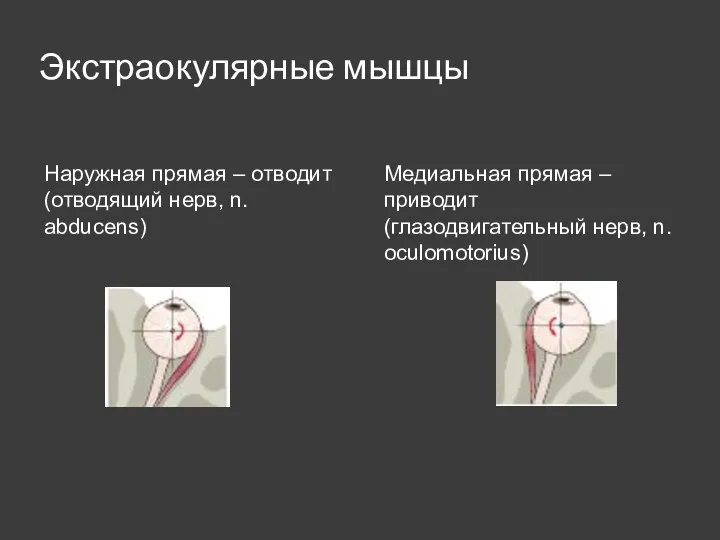 Экстраокулярные мышцы Наружная прямая – отводит (отводящий нерв, n. abducens) Медиальная прямая