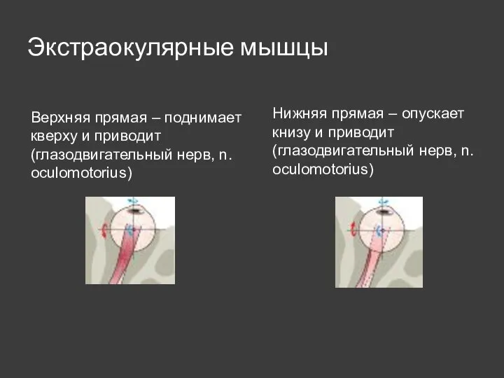 Экстраокулярные мышцы Верхняя прямая – поднимает кверху и приводит (глазодвигательный нерв, n.