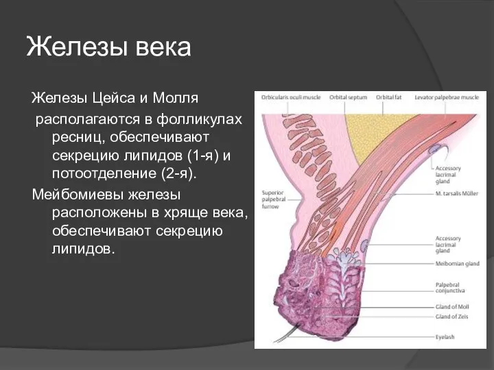 Железы века Железы Цейса и Молля располагаются в фолликулах ресниц, обеспечивают секрецию