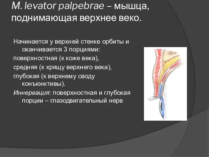 M. levator palpebrae – мышца, поднимающая верхнее веко. Начинается у верхней стенке